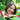 Profile Image for Julie Gabrielli